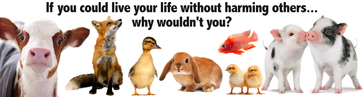 Cute Baby Animals