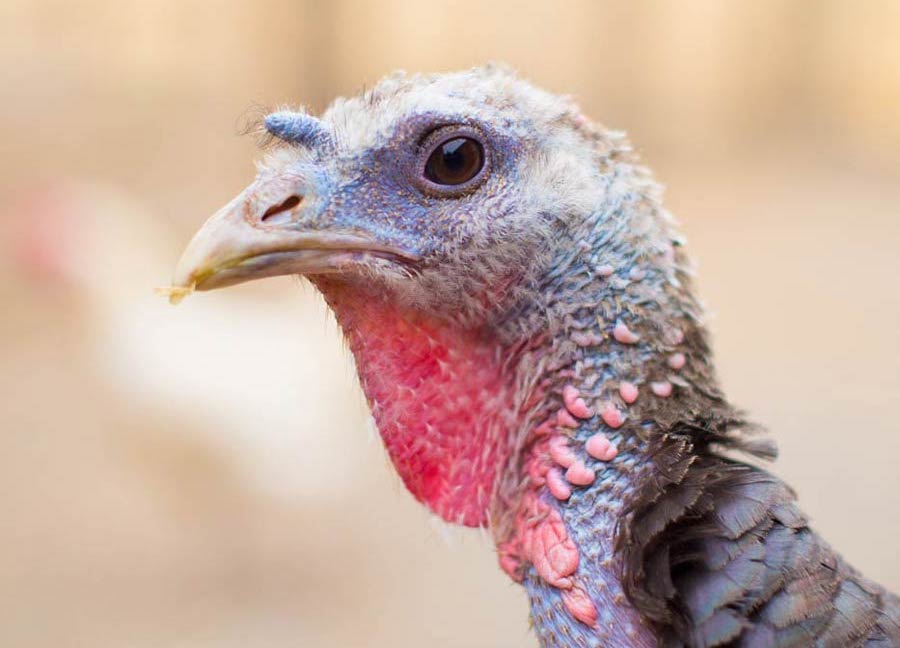 Turkeys are smart